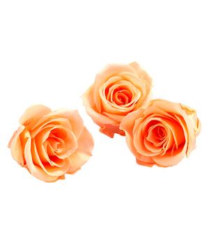 12 x Dehner Longlife-Rose, ca. Ø3 cm - Mindestbestellmenge: 12 Stk.