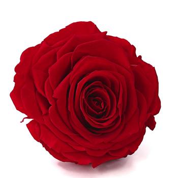 Dehner Longlife-Rose in Geschenkbox, ca. Ø9 cm, Rot - Naturmaterial