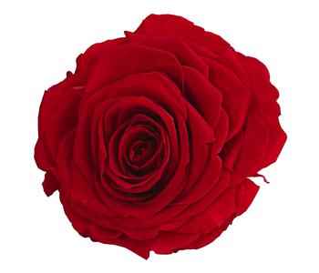 Dehner Longlife-Rose in Geschenkbox, ca. Ø9 cm, Rot - Naturmaterial