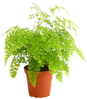 3 x Frauenhaarfarn - Adiantum raddianum von Dehner, Grün - Mindestbestellmenge: 3 Stk.