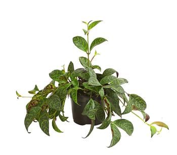 Gefleckte Sinnblume - Aeschynanthus