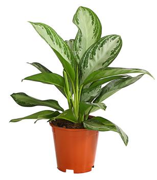 Kolbenfaden - Aglaonema commutatum 'Silver Bay'