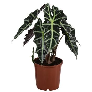 Pfeilblatt - Alocasia amazonica 'Polly'