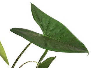 Pfeilblatt - Alocasia zebrina | Dehner