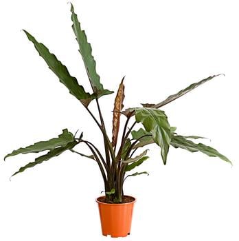 Pfeilblatt - Alocasia lauterbachiana
