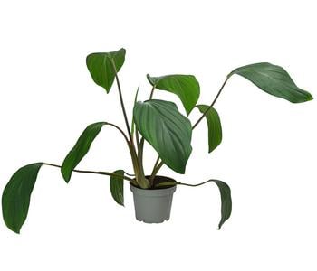 Homalomena - Homalomena rubescens