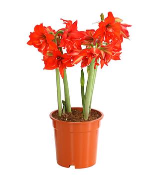 Amaryllis - Hippeastrum-Hybride 'Multiflora', verschiedene Farben