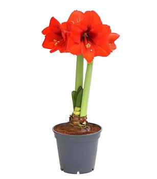 Amaryllis - Hippeastrum 'Superzwiebel', verschiedene Farben