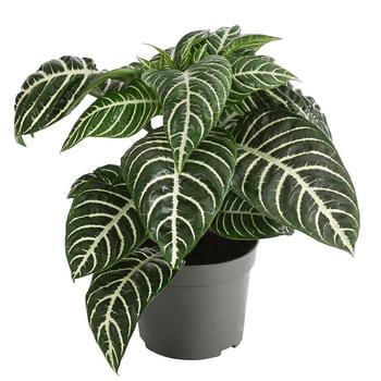 Glanzkölbchen - Aphelandra squarrosa