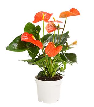 Große Flamingoblume - Anthurium andreanum, orange