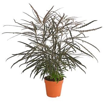 Fingeraralie - Schefflera elegantissima