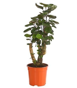 Glänzende Fiederaralie - Polyscias scutellaria 'Fabian' von Dehner, Dunkelgrün