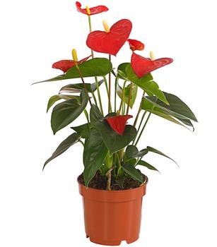 Große Flamingoblume - Anthurium andreanum, rot