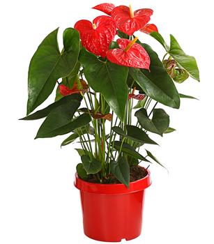 Große Flamingoblume - Anthurium andreanum, rot von Dehner