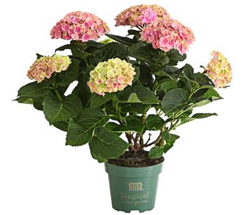 Hortensie 'Magical', verschiedene Farben