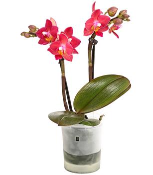 Schmetterlingsorchidee - Phalaenopsis 'Aqua Orchids®', verschiedene Farben