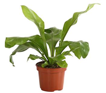 3 x Nestfarn - Asplenium nidus von Dehner, Grün - Mindestbestellmenge: 3 Stk.