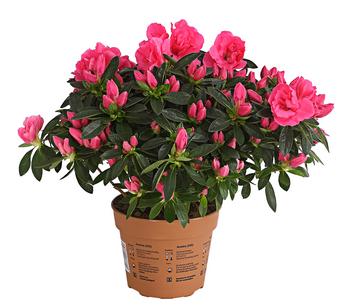 Zimmerazalee - Rhododendron simsii 'Remembrance'