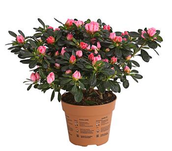 Zimmerazalee - Rhododendron simsii 'Scherrer'