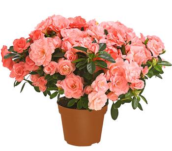 Zimmerazalee - Rhododendron simsii 'Rosalea'