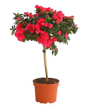 Zimmerazalee - Rhododendron simsii, Stämmchen, verschiedene Farben