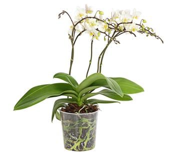 Schmetterlingsorchidee - Phalaenopsis cultivars 'Wildflower'