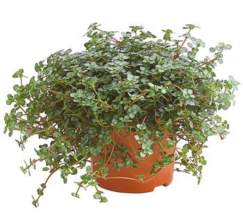 Kanonierblume - Pilea glauca von Dehner, Grün