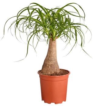 Elefantenfuß - Beaucarnea recurvata