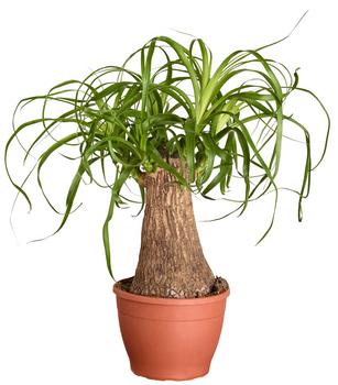 Elefantenfuß - Beaucarnea recurvata