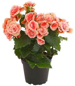 Elatior-Begonie - Begonia elatior 'Borias®'