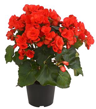Elatior-Begonie - Begonia elatior