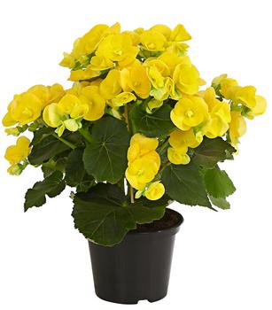 Elatior-Begonie - Begonia elatior