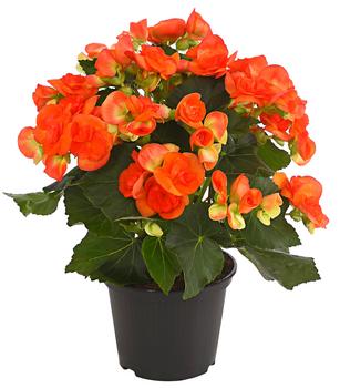 3 x Elatior-Begonie - Begonia elatior von Dehner, Orange - Mindestbestellmenge: 3 Stk.