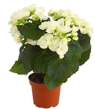 Elatior-Begonie - Begonia elatior