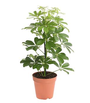 2 x Strahlenaralie - Schefflera arboricola 'Nora' von Dehner, Grün - Mindestbestellmenge: 2 Stk.