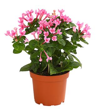 Bouvardie - Bouvardia, verschiedene Farben