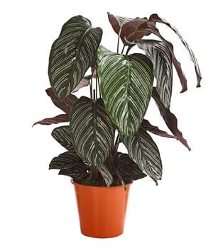 Korbmarante - Calathea cultivars, verschiedene Sorten