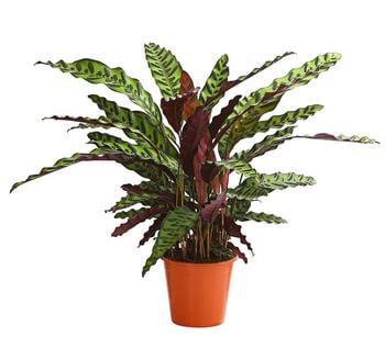 Korbmarante - Calathea cultivars, verschiedene Sorten