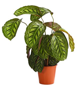 monstera monkey leaf groß Affenmaskenpflanze - Monstera Monkey Leaf - mit Moostock - 180 cm