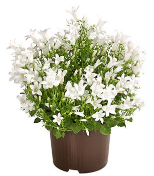 Glockenblume - Campanula portenschlagiana 'Get mee®'