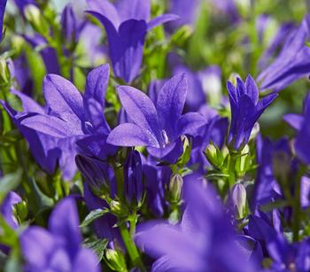 Bio Teppich-Glockenblume