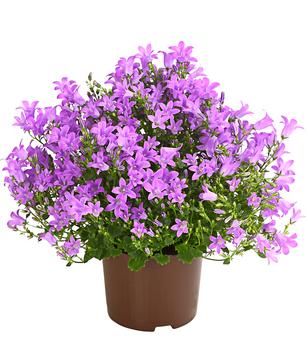 3 x Glockenblume - Campanula portenschlagiana 'Get mee ' von Dehner, Lila - Mindestbestellmenge: 3 Stk.