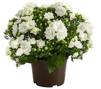 Glockenblume - Campanula haylodgensis 'White like Mee®'
