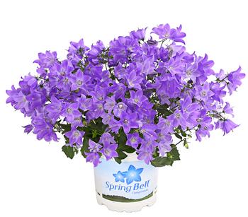 Glockenblume - Campanula porscharskyana 'Spring Bell®'