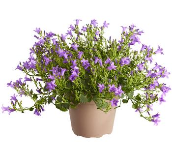 Glockenblume 'Blue Planet' von Dehner, Lavendel