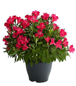 Inkalilie, verschiedene Farben