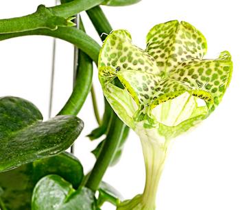 Kletternde Leuchterblume - Ceropegia sandersonii, Sule
