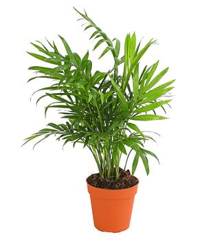 Bergpalme - Chamaedorea elegans