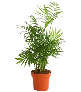 3 x Bergpalme - Chamaedorea elegans von Dehner, Grün - Mindestbestellmenge: 3 Stk.