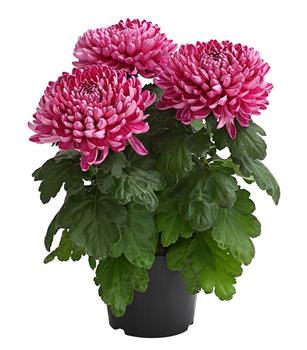 3 x Deko-Chrysantheme von Dehner, Lila - Mindestbestellmenge: 3 Stk.